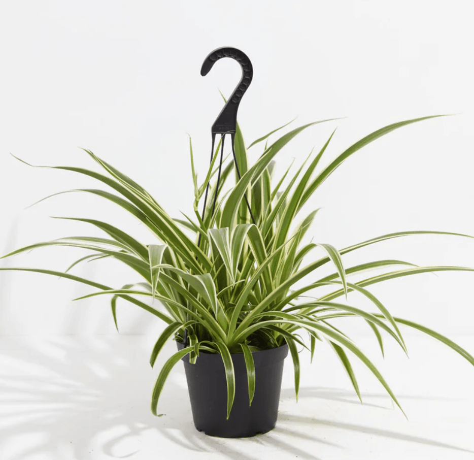 spider plant in gray hanging planter